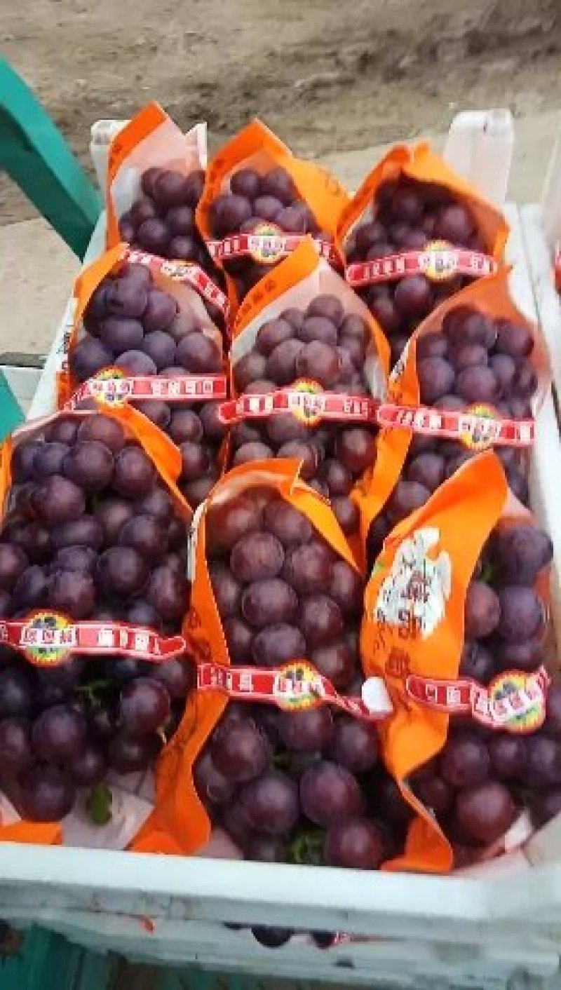 精品乒乓球葡萄大量上市了