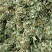 金钱草～新货扎把新货～1公斤起售～量大优惠～