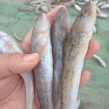 狗光鱼也叫油光鱼！一款咸鱼！今年新货！大量有货