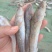 狗光鱼也叫油光鱼！一款咸鱼！今年新货！大量有货