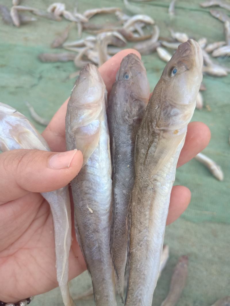 狗光鱼也叫油光鱼！一款咸鱼！今年新货！大量有货