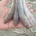 狗光鱼也叫油光鱼！一款咸鱼！今年新货！大量有货
