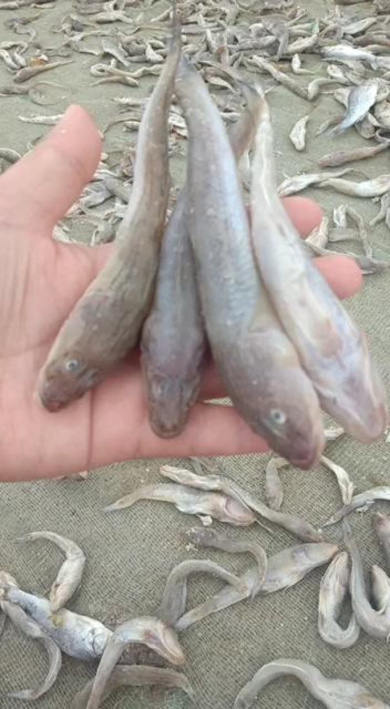 狗光鱼也叫油光鱼！一款咸鱼！今年新货！大量有货
