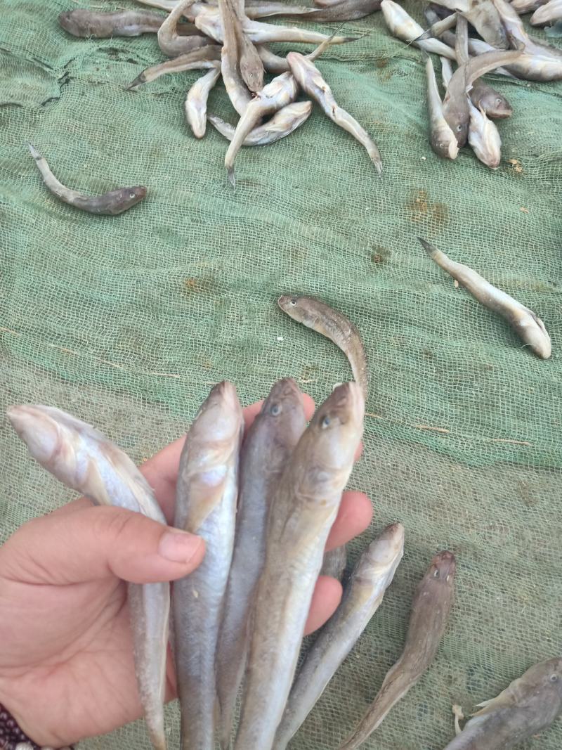 狗光鱼也叫油光鱼！一款咸鱼！今年新货！大量有货