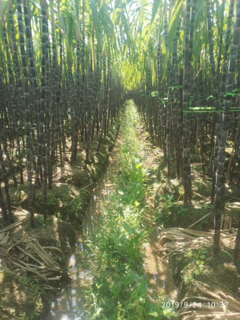 广西崇左龙州黑甘蔗8月上市黑皮甘蔗果蔗特产开始上市