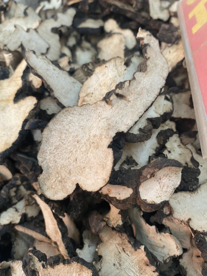 猪苓产地直销量大从优批发各种中药材