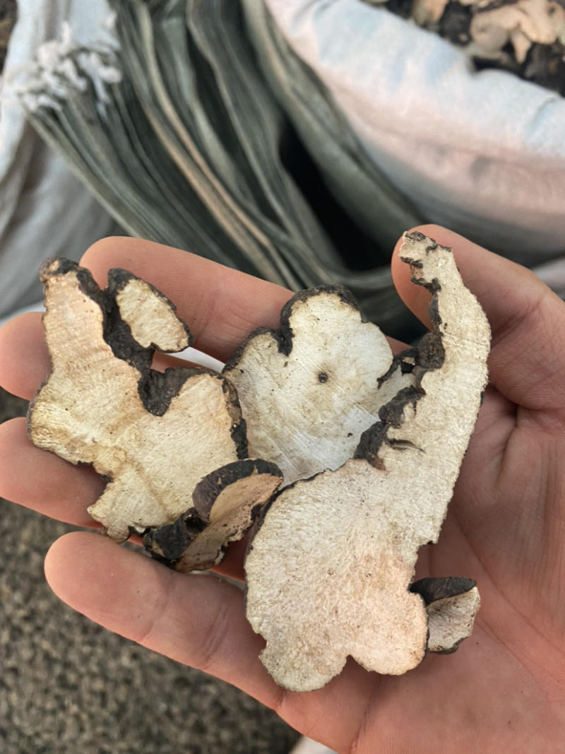猪苓产地直销量大从优批发各种中药材