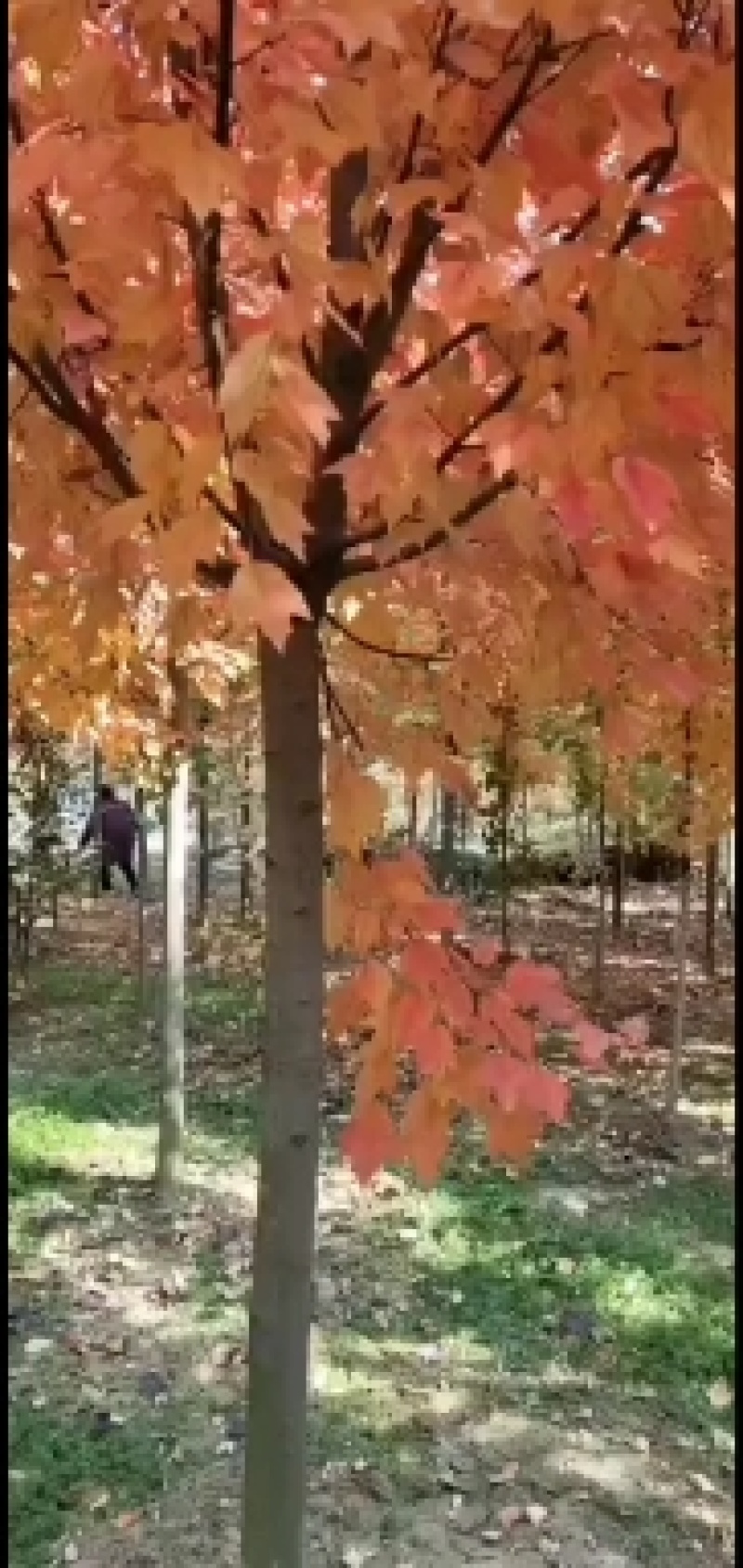 美国红枫秋火焰，红冠红枫，红点红枫，十月光辉小苗，价格底