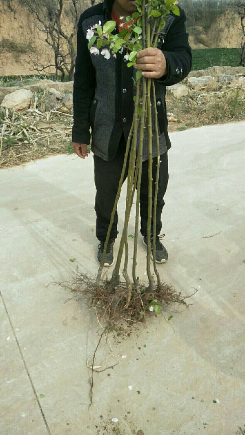 定植，红宝石海棠，红宝石海棠小苗，支持快递！