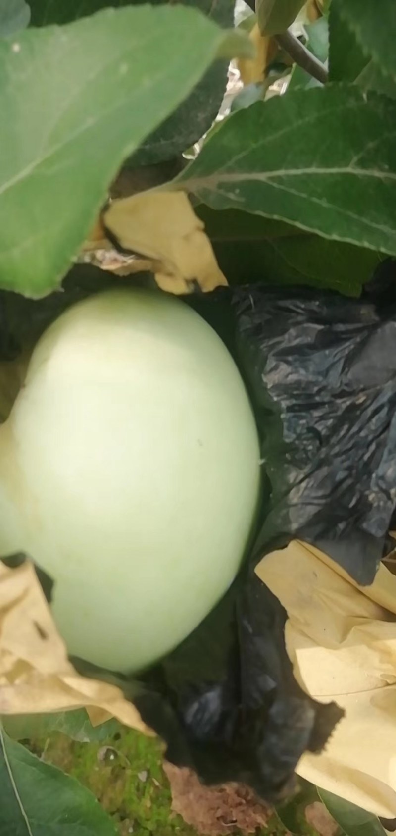 河南苹果自产自销华硕苹果7月8号大量上市脆甜