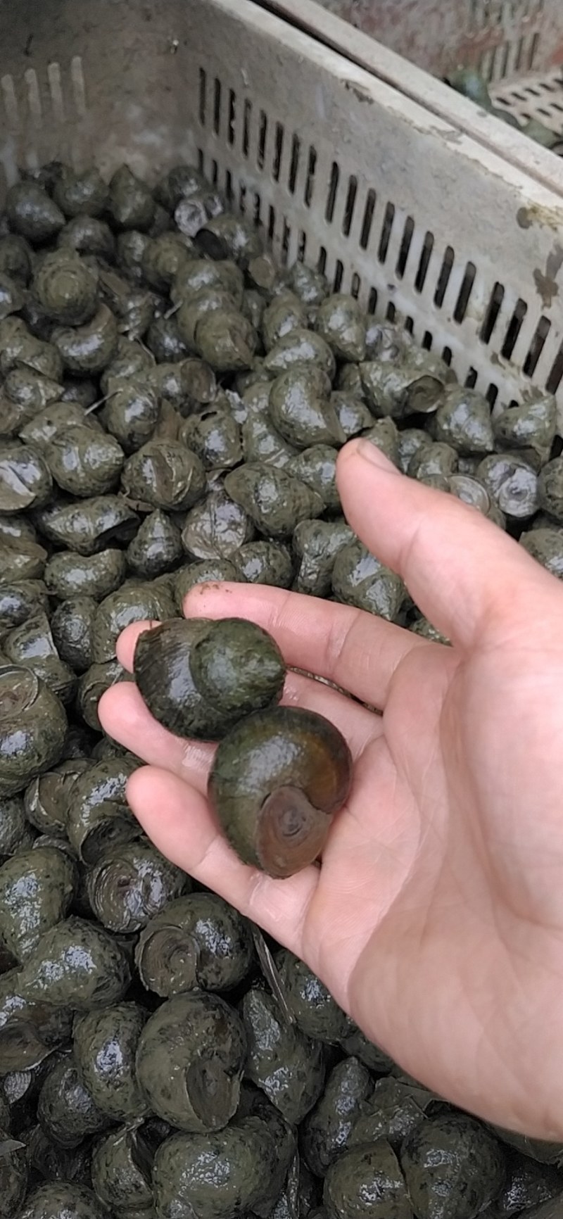 湖北监利淡水田螺肉，手工挑出