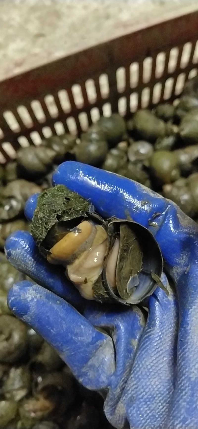 湖北监利淡水田螺肉，手工挑出