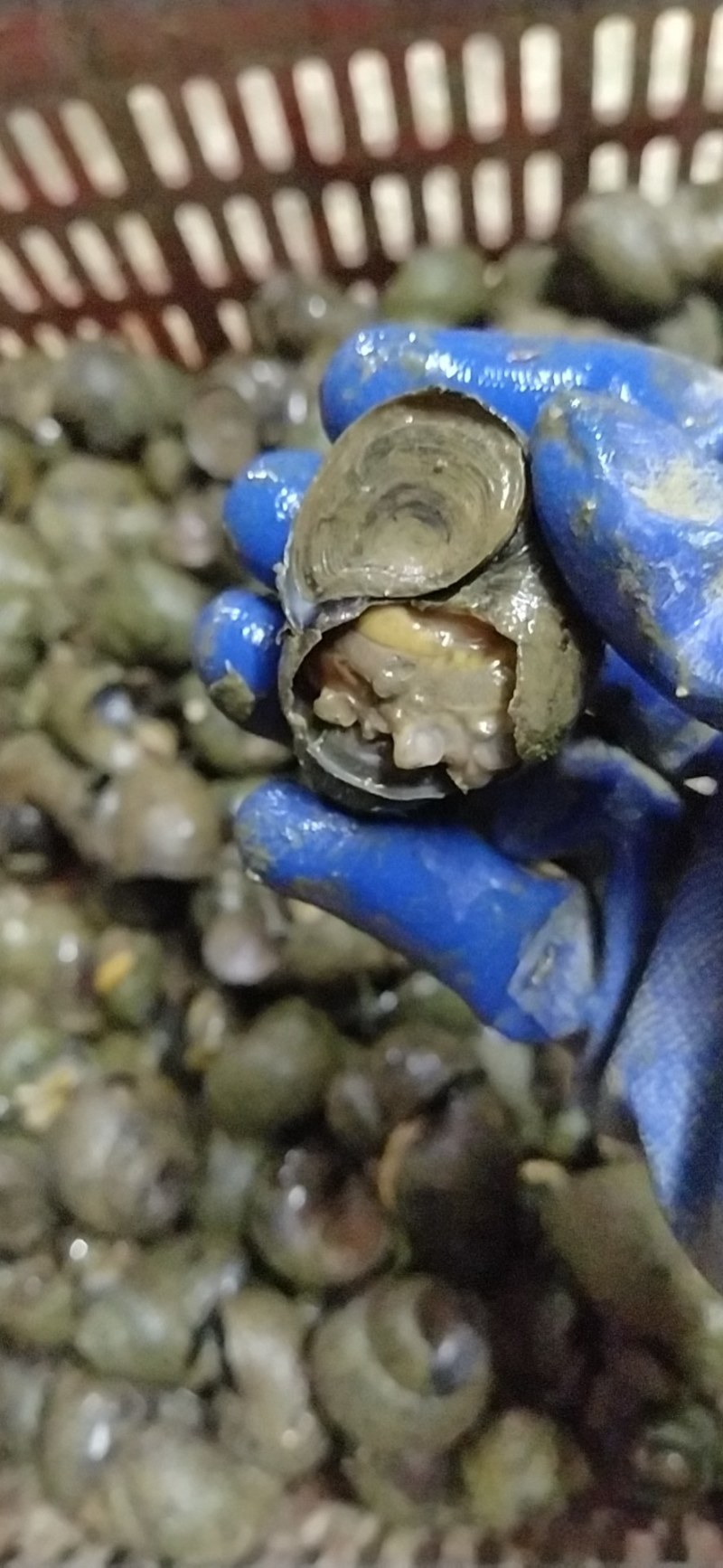 湖北监利淡水田螺肉，手工挑出