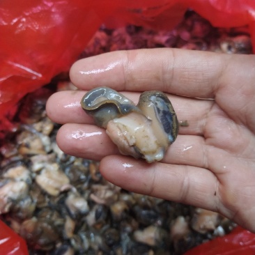 湖北监利淡水田螺肉，手工挑出