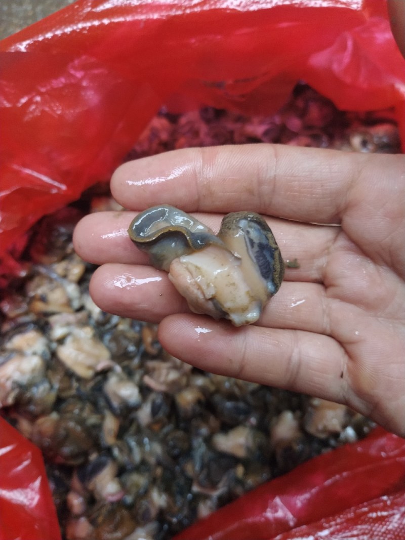 湖北监利淡水田螺肉，手工挑出