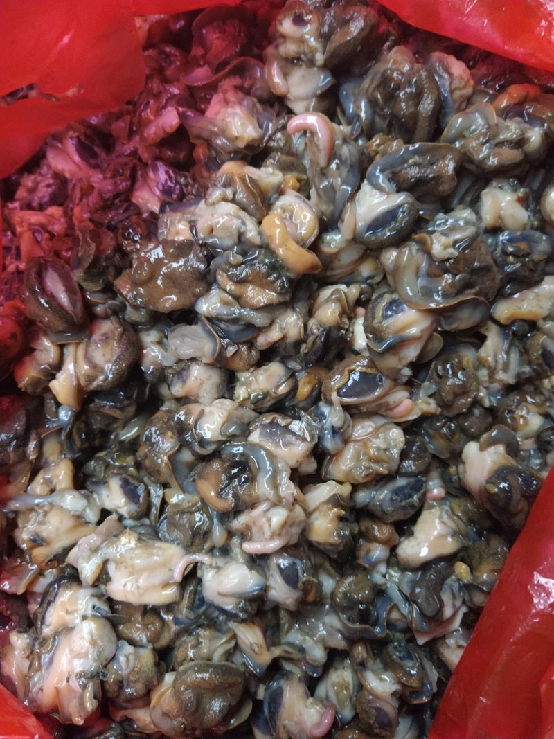 湖北监利淡水田螺肉，手工挑出