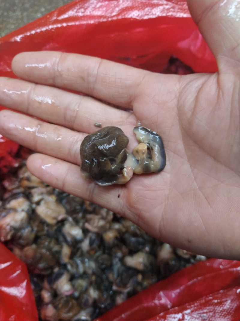 湖北监利淡水田螺肉，手工挑出