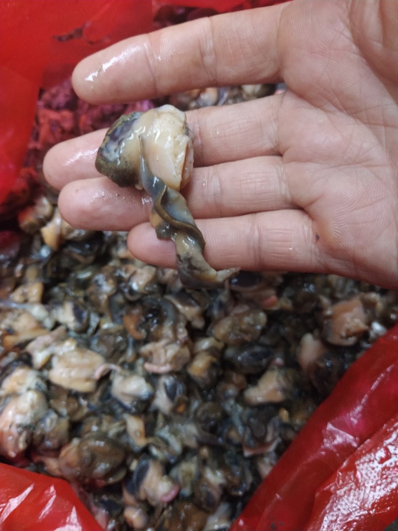 湖北监利淡水田螺肉，手工挑出