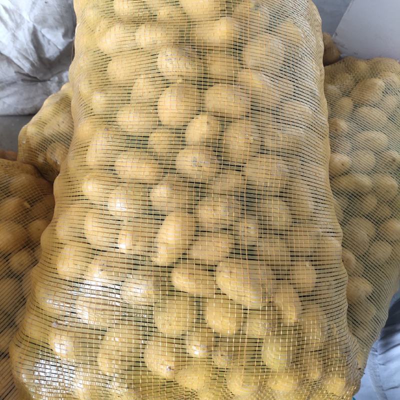 适合四季种植脱毒原种！产量高、抗病强！免费提供种植技术