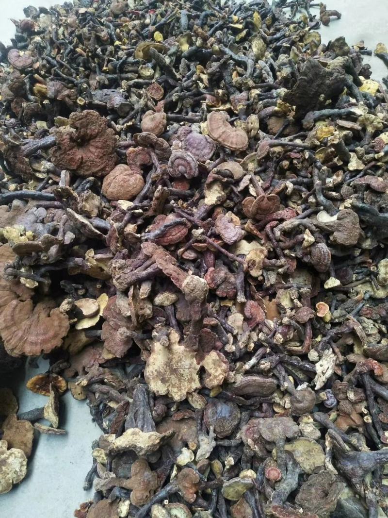 野灵芝，赤芝，湖北随州野灵芝