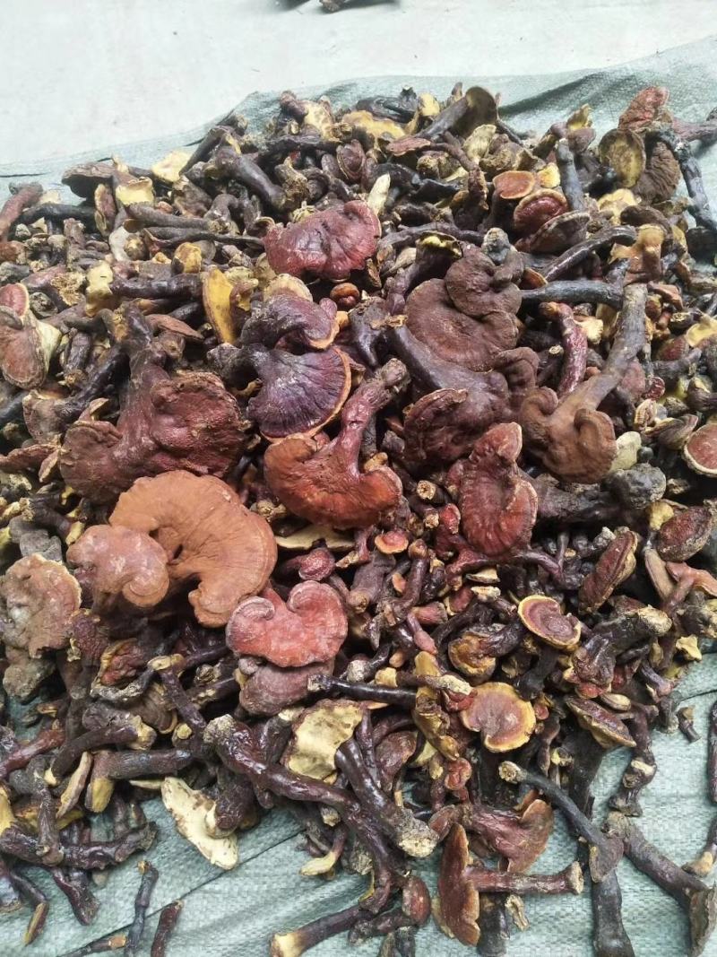 野灵芝，赤芝，湖北随州野灵芝