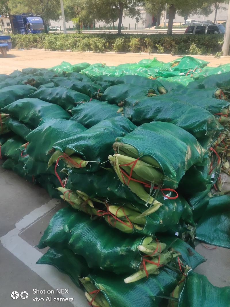 山西精品白糯玉米，鲜玉米视频看货，产地直销。