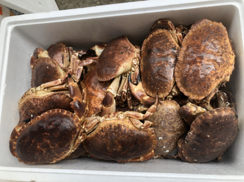 鲜活面包蟹海鲜生冻面包蟹黄金蟹满黄量大从优，欢迎咨询联系