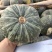 山西精品板栗南瓜，黑南瓜视频看货，产地直销。