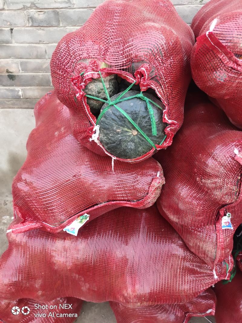 山西精品板栗南瓜，黑南瓜视频看货，产地直销。