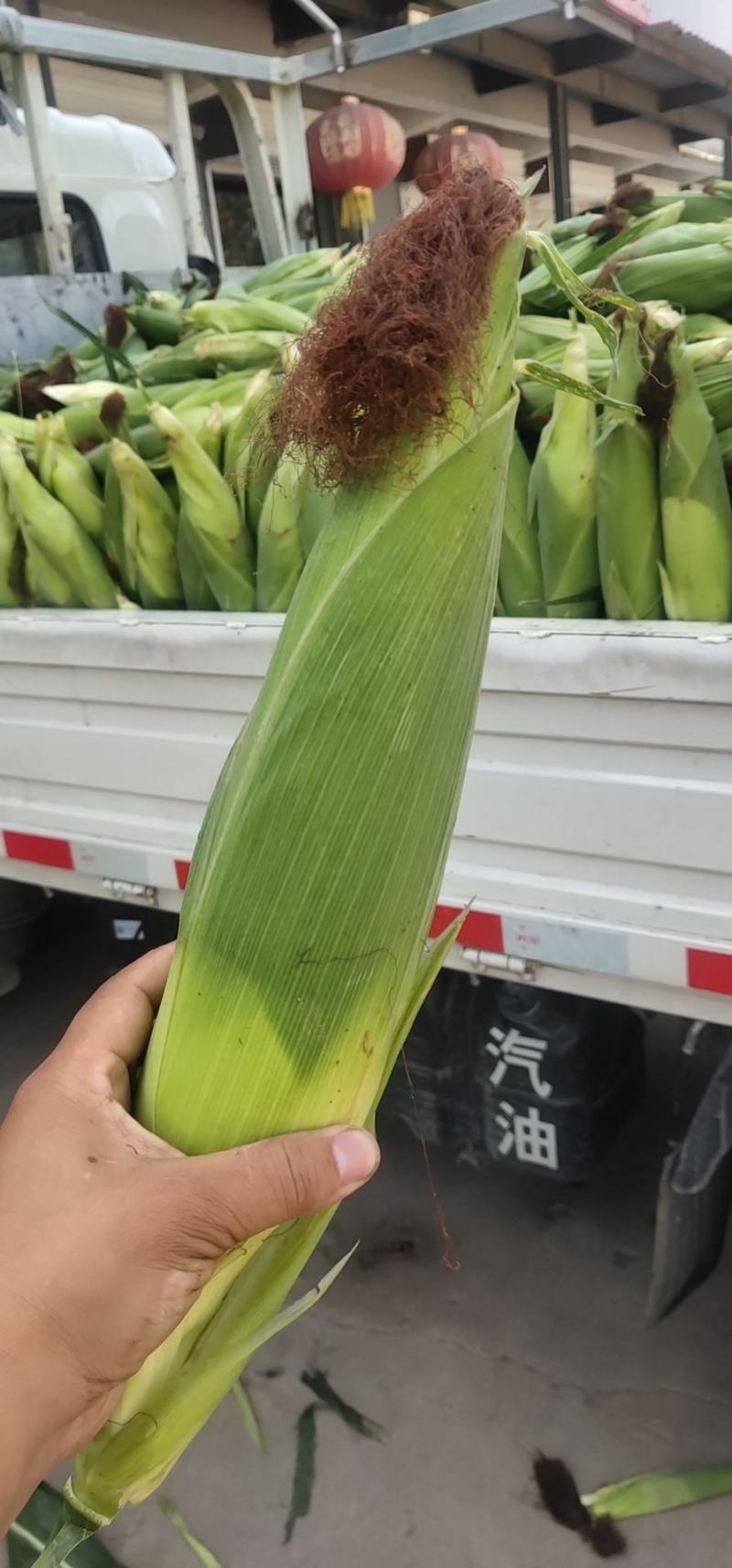 山西精品板栗南瓜，黑南瓜视频看货，产地直销。