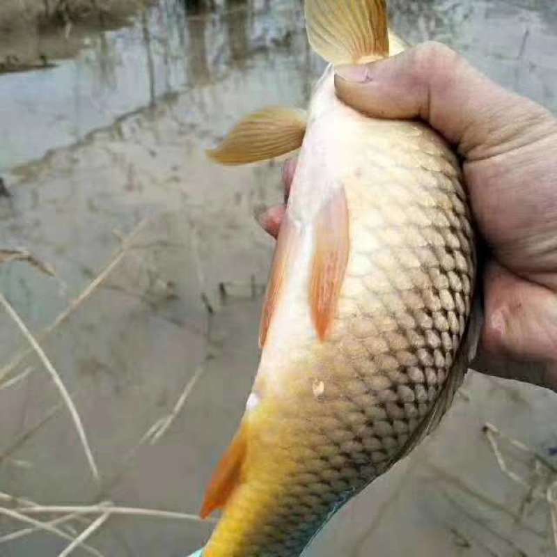 鲤鱼产地浙江省丽水市庆元县