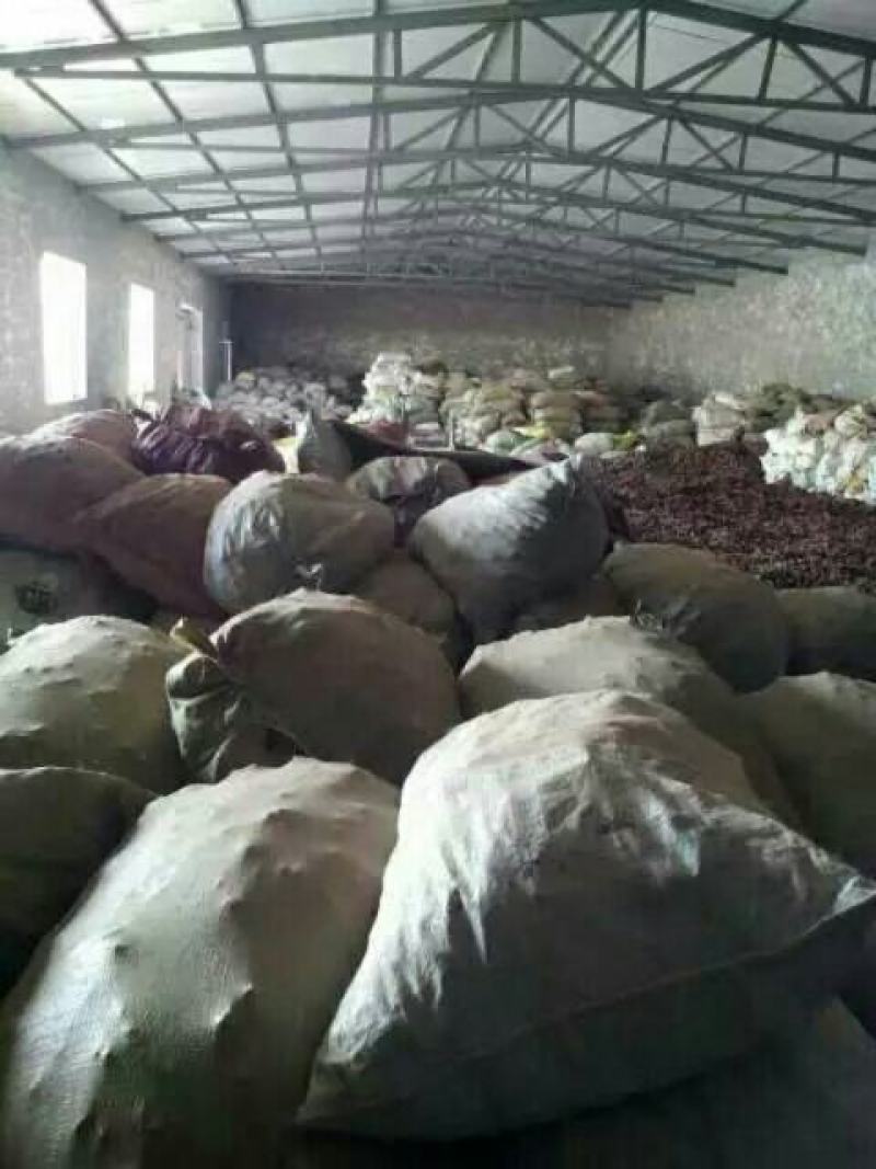 产地直销内蒙古肉苁蓉条子货，鲜干片
