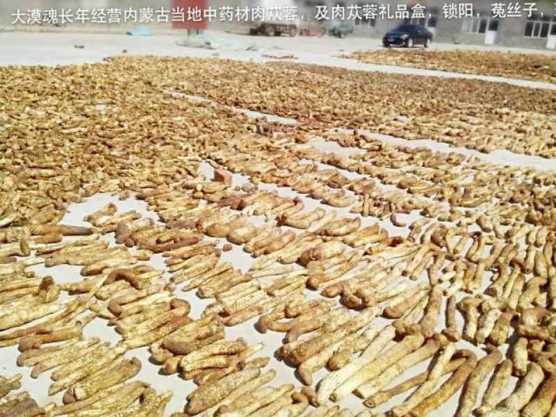 产地直销内蒙古肉苁蓉条子货，鲜干片