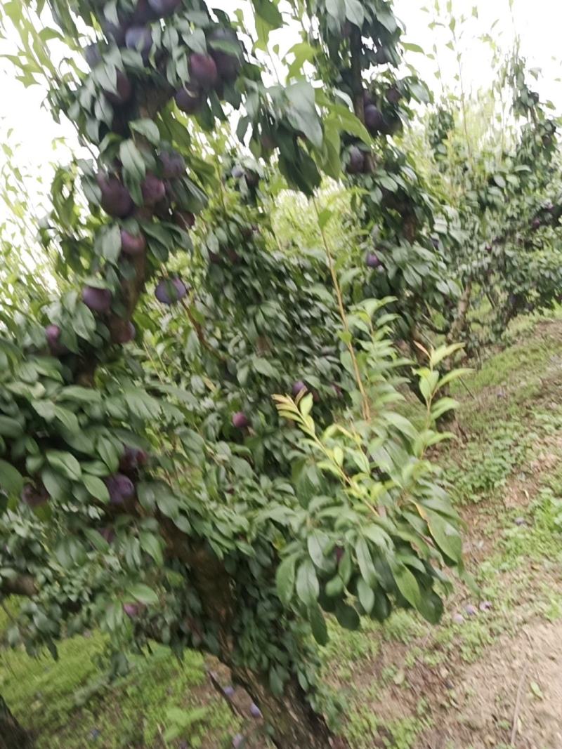 城固黑包石李子现货5公分以上现在正在大量上市中