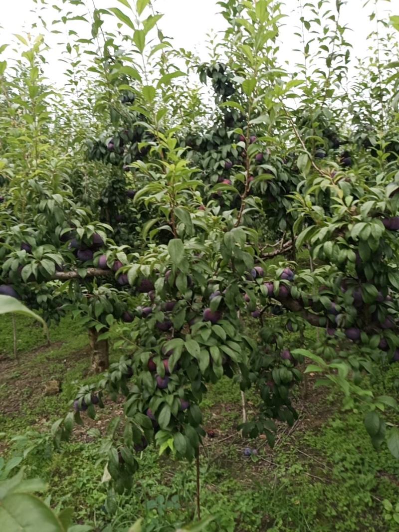 城固黑包石李子现货5公分以上现在正在大量上市中