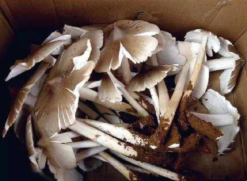 油炸鸡枞，各种规格！提前预定！
