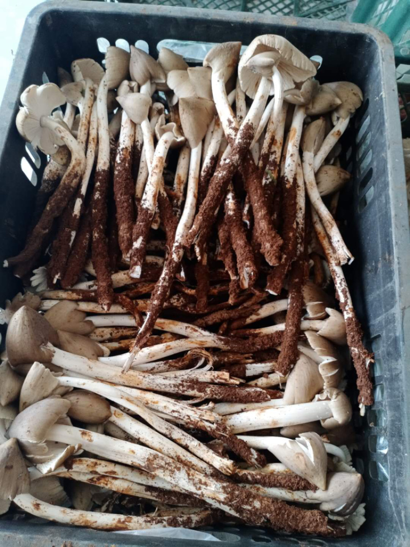 油炸鸡枞，各种规格！提前预定！
