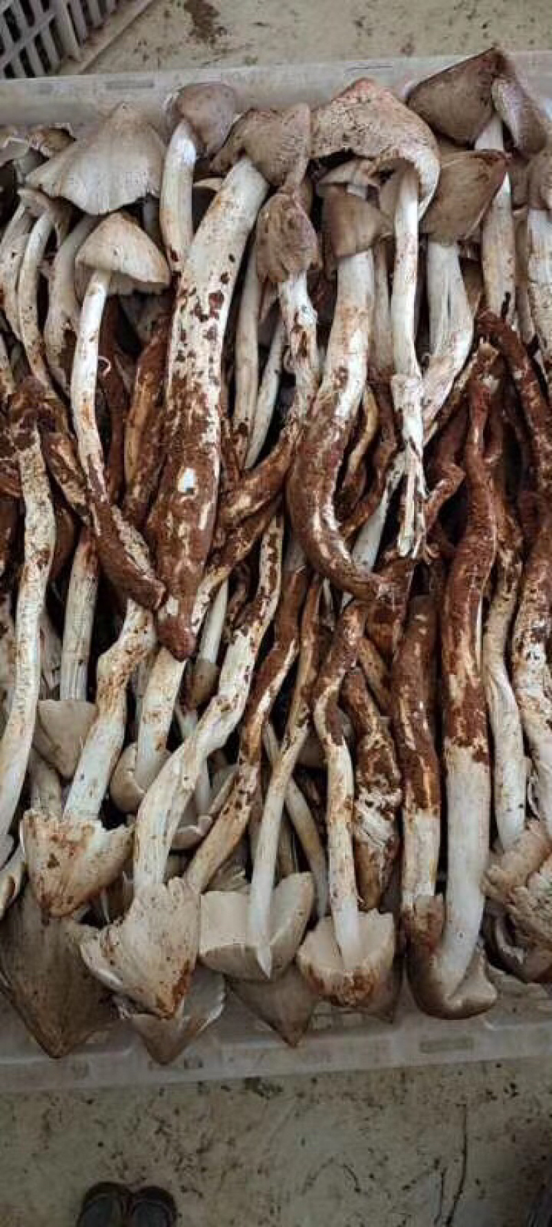 油炸鸡枞，各种规格！提前预定！