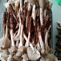 油炸鸡枞，各种规格！提前预定！