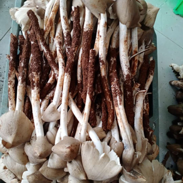 油炸鸡枞，各种规格！提前预定！