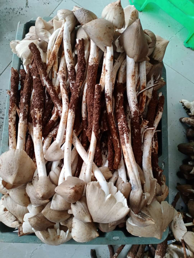 油炸鸡枞，各种规格！提前预定！