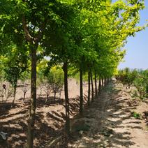 苗圃出售优质金叶复叶槭，粗度5-15公分，货源充足