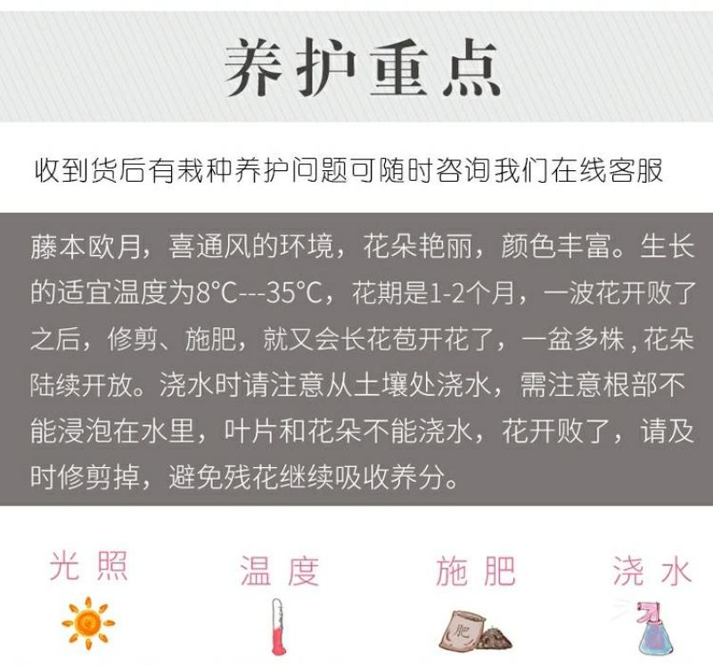 月季花小杯苗品种齐全藤本月季欧月花苗扦插苗颜色随机搭配