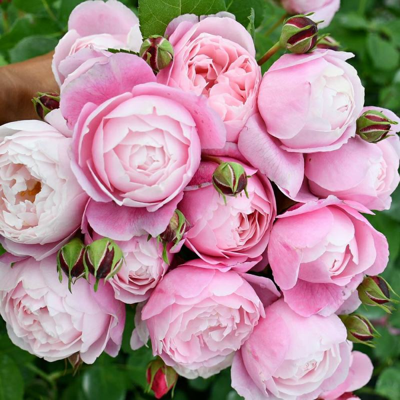 月季花小杯苗品种齐全藤本月季欧月花苗扦插苗颜色随机搭配