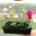 月季花小杯苗品种齐全藤本月季欧月花苗扦插苗颜色随机搭配