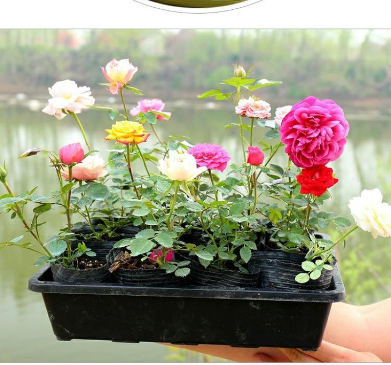 月季花小杯苗品种齐全藤本月季欧月花苗扦插苗颜色随机搭配