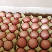 【禽蛋】湖北红壳鸡蛋购销合作社！全年出货中，物美价廉