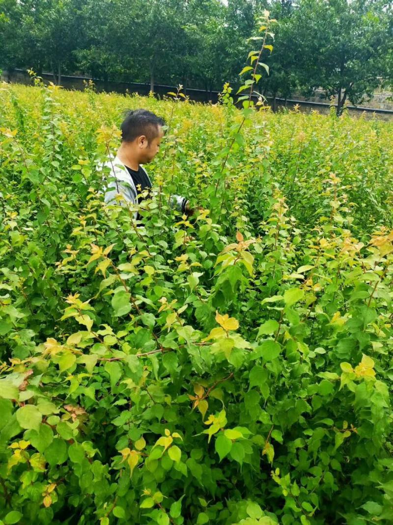 大量出售优质青梅苗，1米2以上一块钱一颗，欢迎订购
