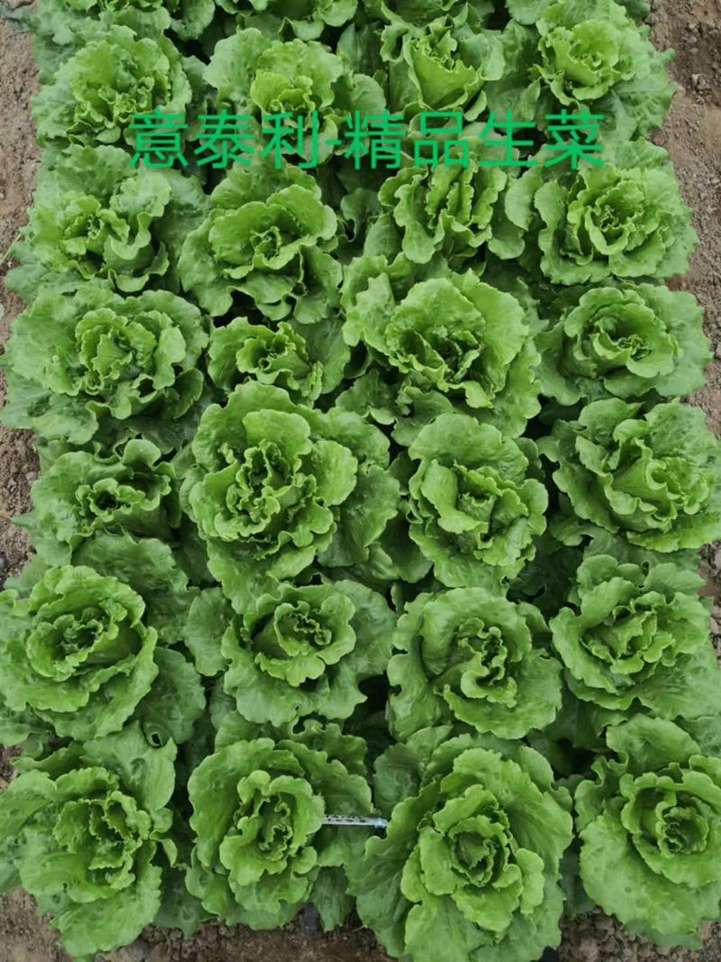 意泰利3号川崎200生菜种子25克装耐热耐湿