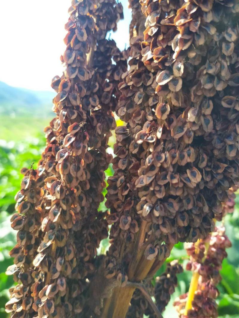 马蹄种子三年生产新，发芽率高！带批发